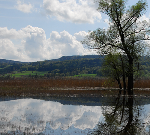 Greifensee
