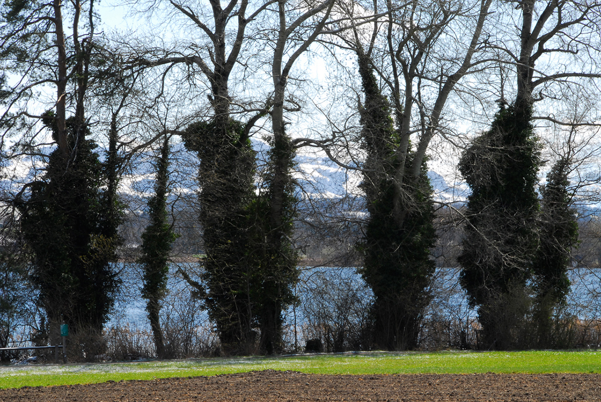 Greifensee_1