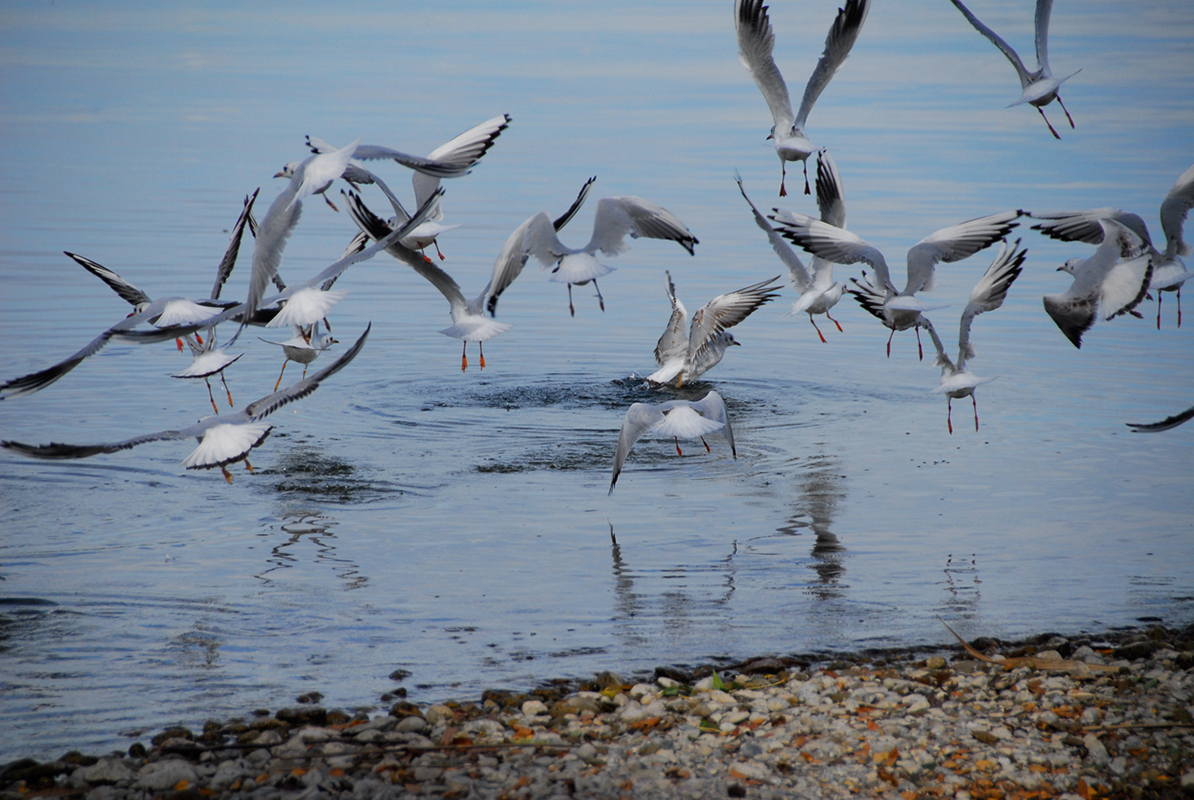 Greifensee_4