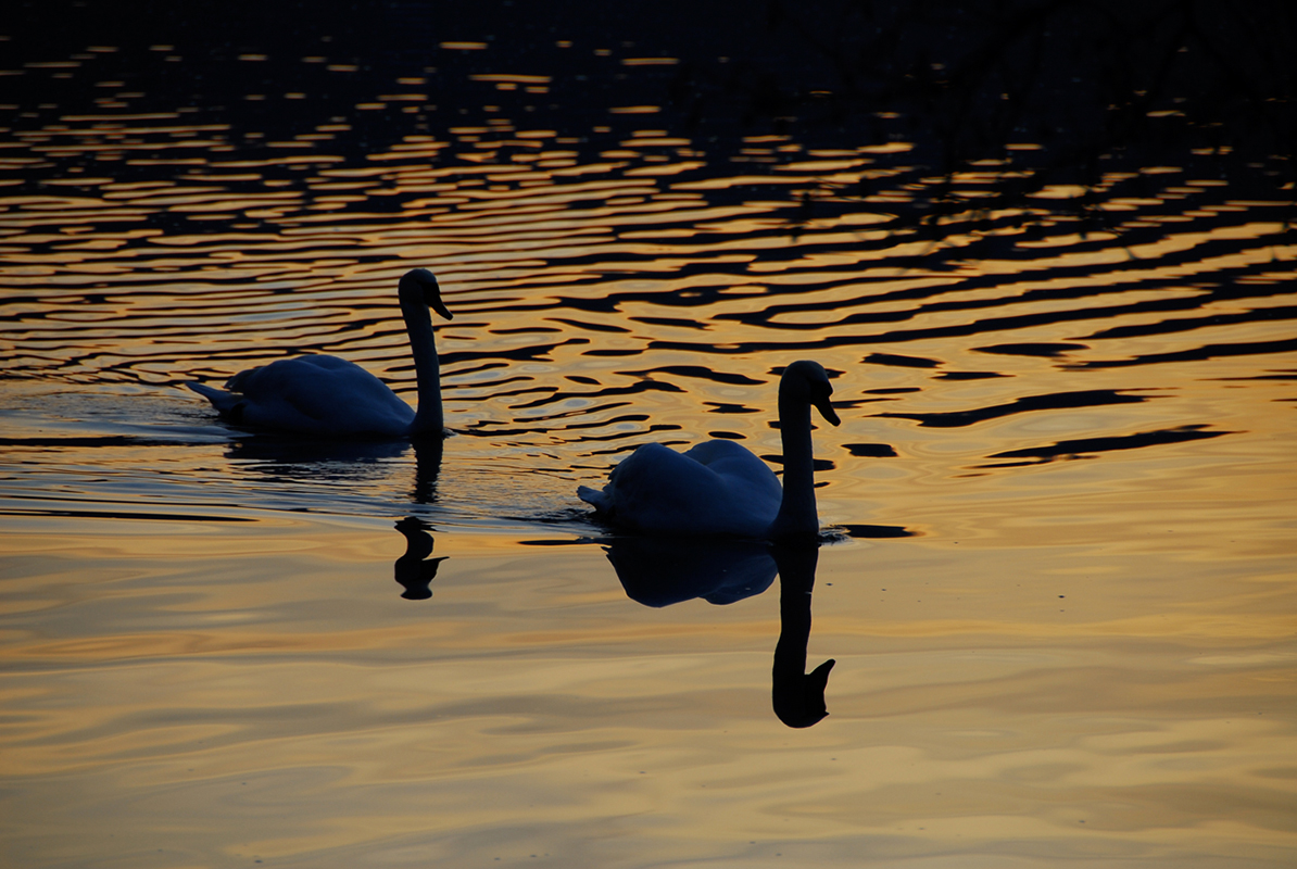 Greifensee_8