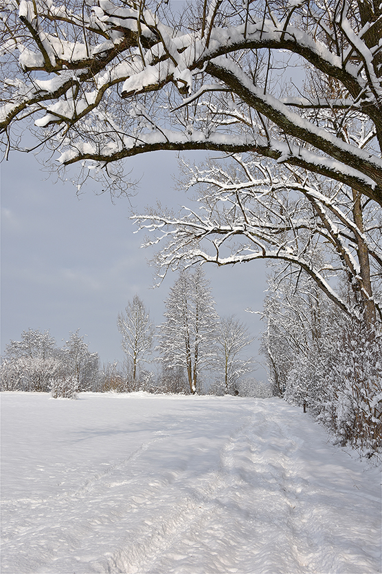 Baum_hoch_1