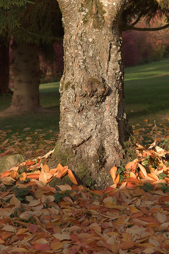 Baum_hoch_10