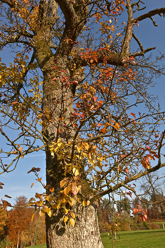 Baum_hoch_11