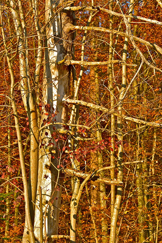 Baum_hoch_12
