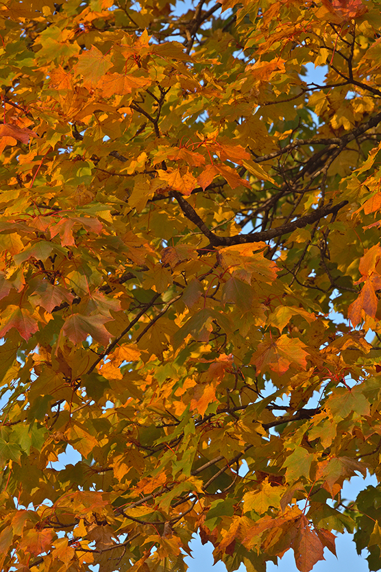 Baum_hoch_13