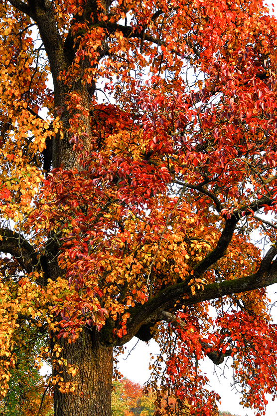 Baum_hoch_14