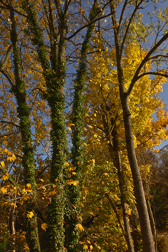 Baum_hoch_15