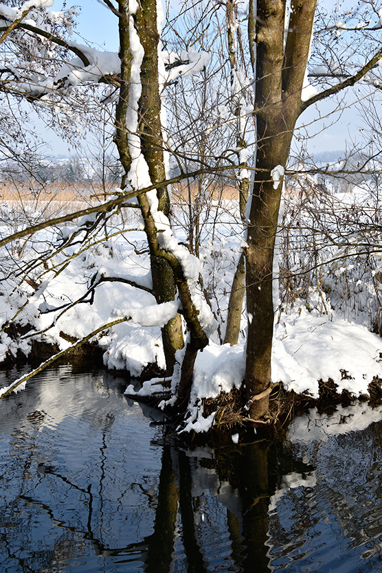 Baum_hoch_3