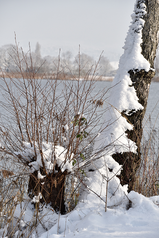 Baum_hoch_4