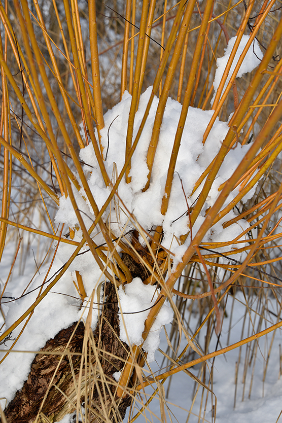 Baum_hoch_5