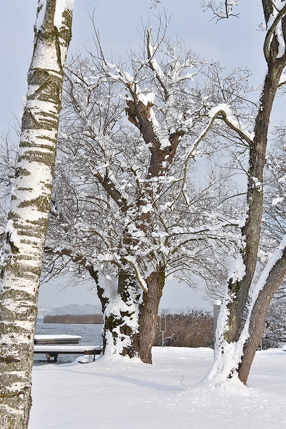 Baum_hoch_6