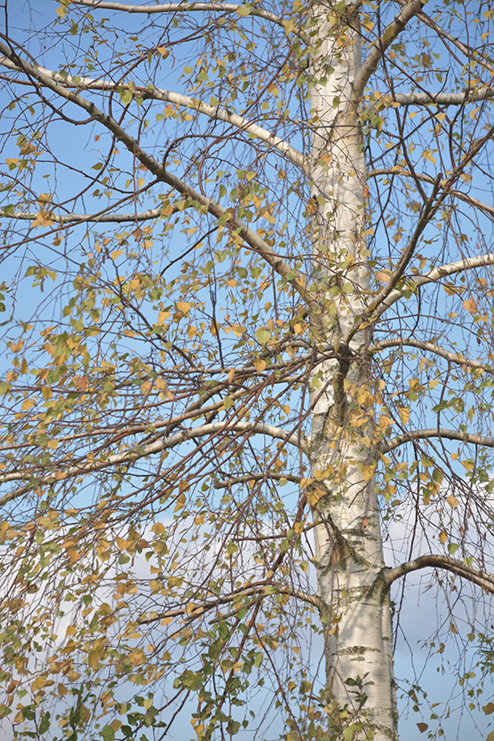 Baum_hoch_7