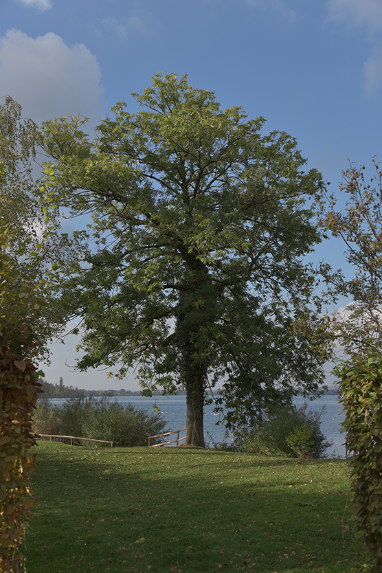 Baum_hoch_8