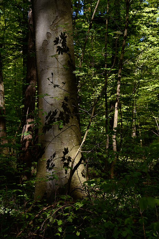 Baum_hoch_9