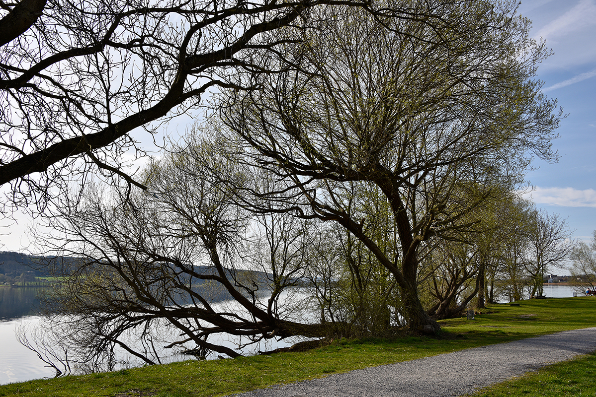 Baum_quer_10