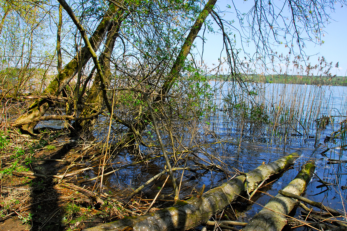 Baum_quer_11