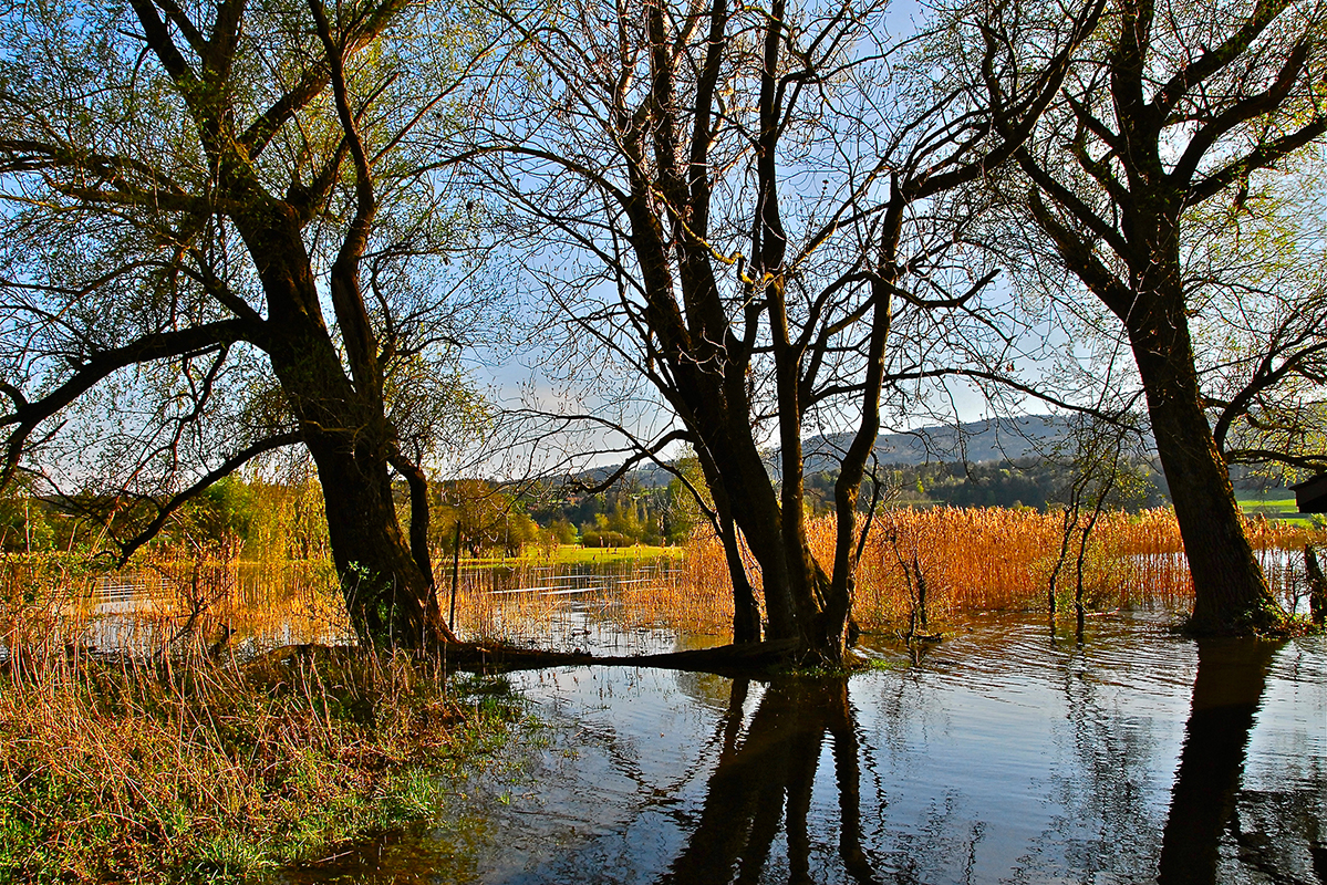 Baum_quer_12