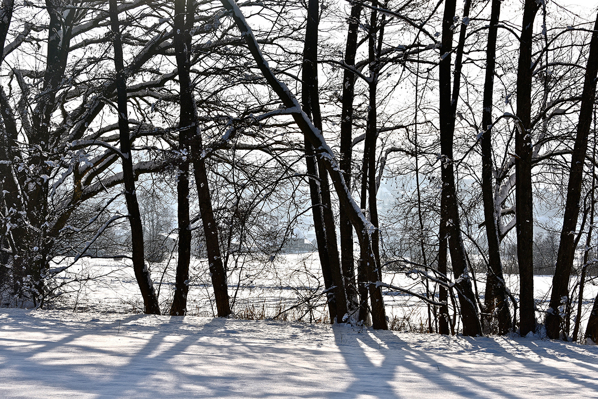 Baum_quer_2