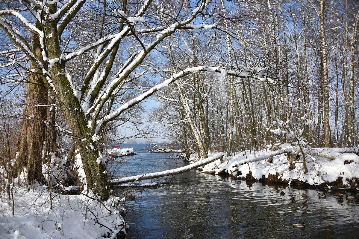 Baum_quer_4