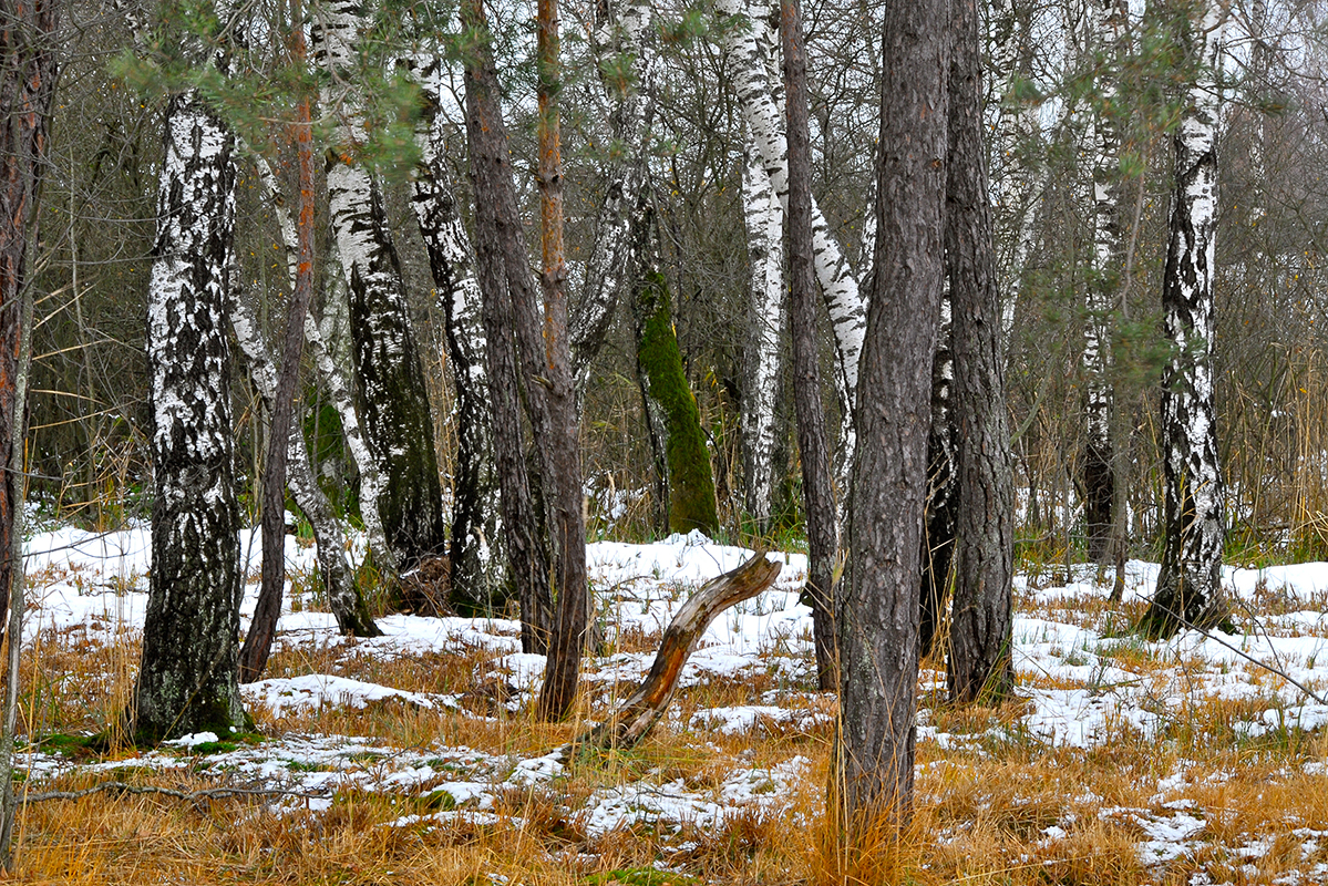 Baum_quer_7
