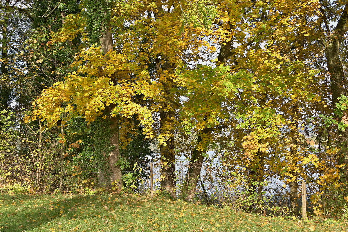Baum_quer_8