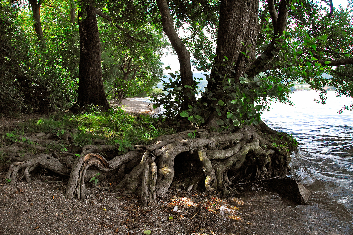 Baum_quer_9